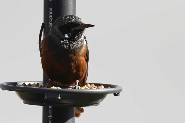 how to keep starlings away from bird feeders