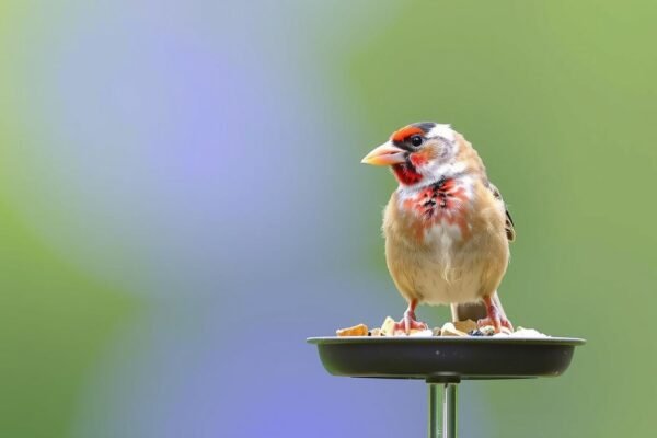 best bird feeders for finches