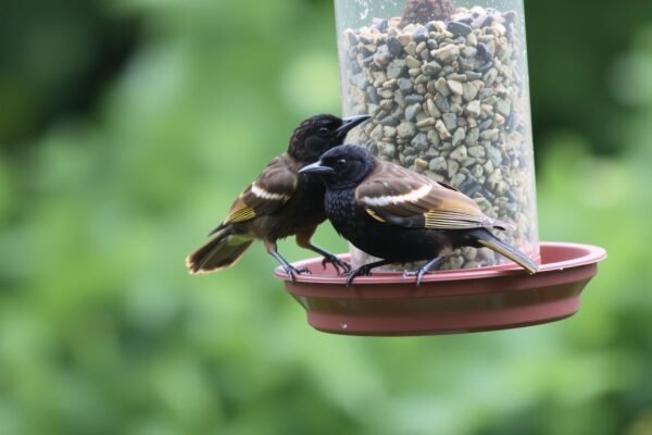 how do you keep starlings away from bird feeders