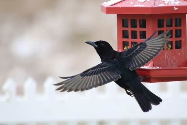 how to get rid of black birds in feeders
