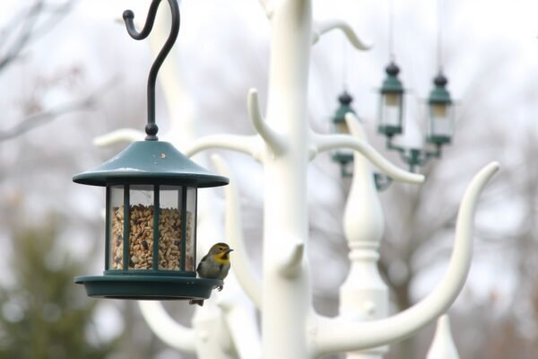 how to hang bird feeders without trees