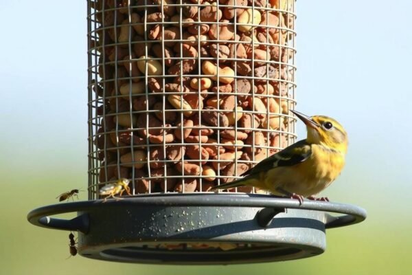 how to keep ants out of bird feeders