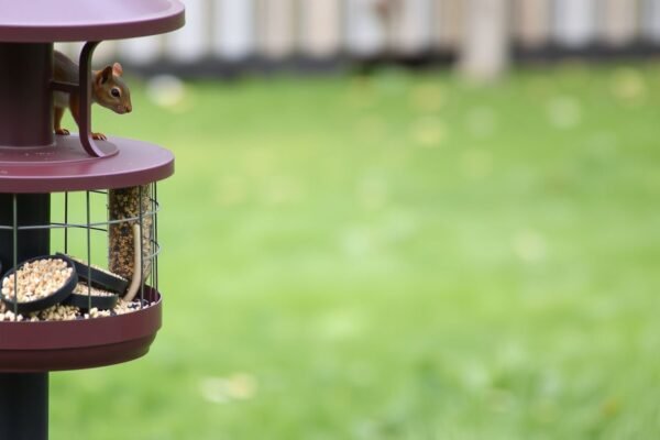 how to stop squirrels climbing bird feeders