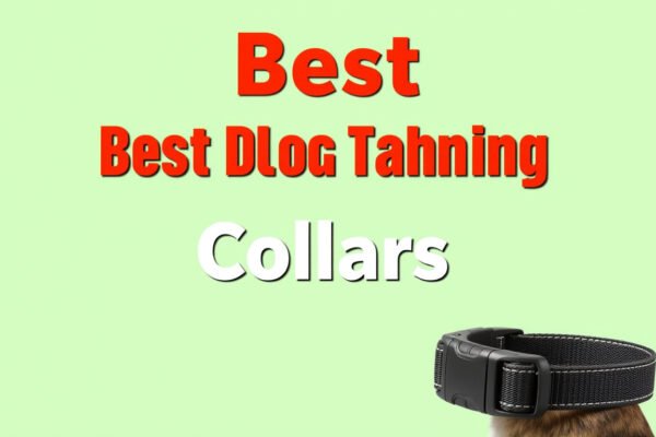 best dog shock training collars